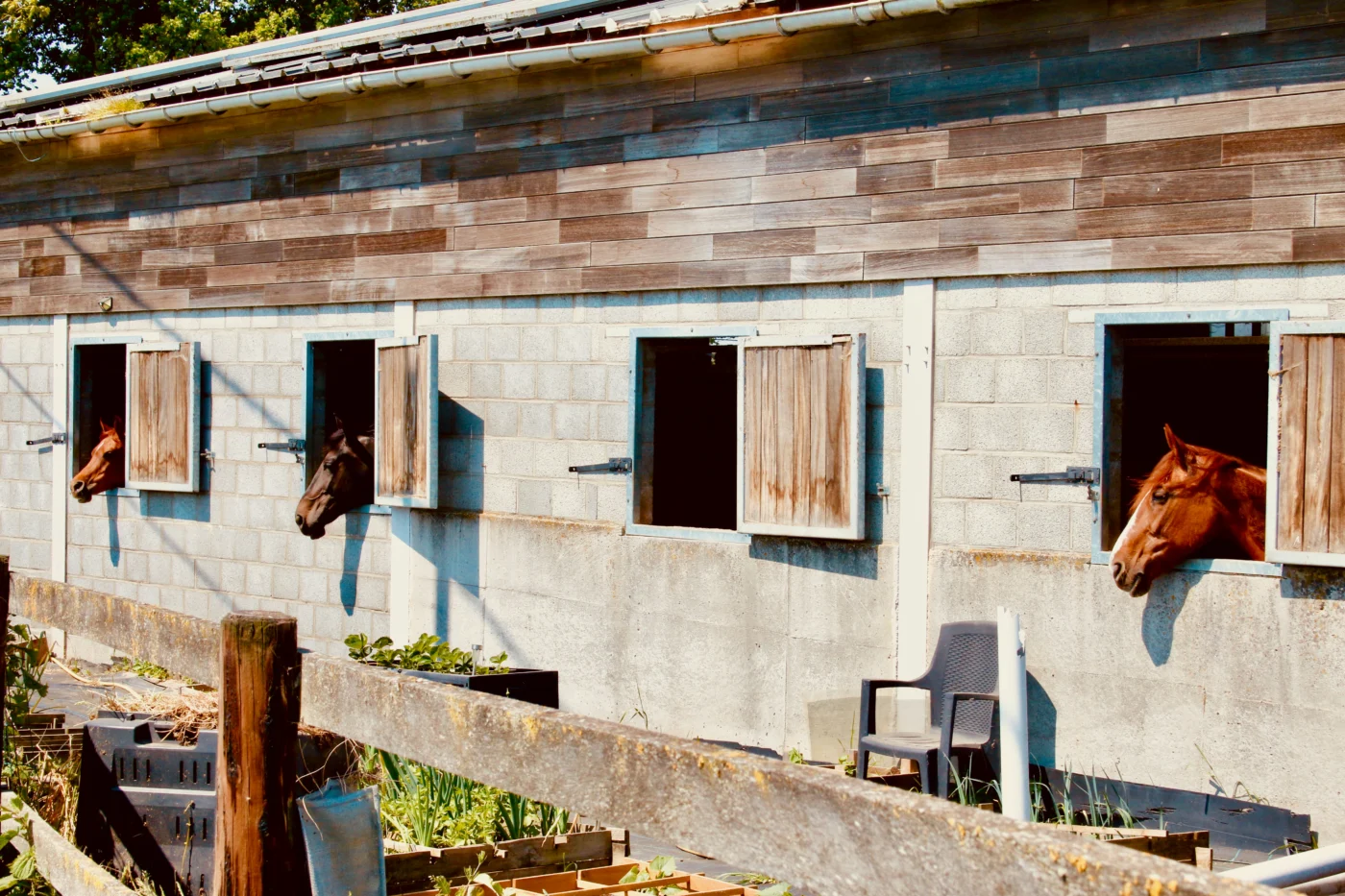 Brown horses sticking their heads out of stable windows on a sunny day.