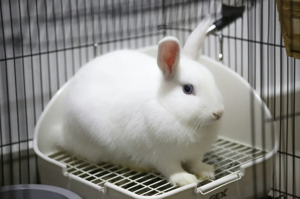 The Compassion Trap: Herbie’s Law and the Patients No‑One Cares About