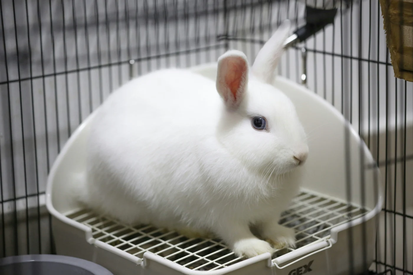 A white rabbit in a metal wire cage.