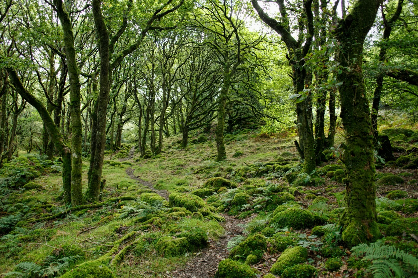 A dense mossy forest during the daytime.