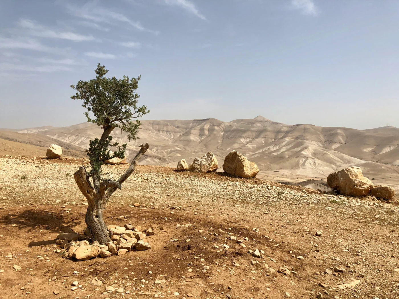 A small green tree growing in the sandy brown landscape of the hills above Jericho on the West Bank.