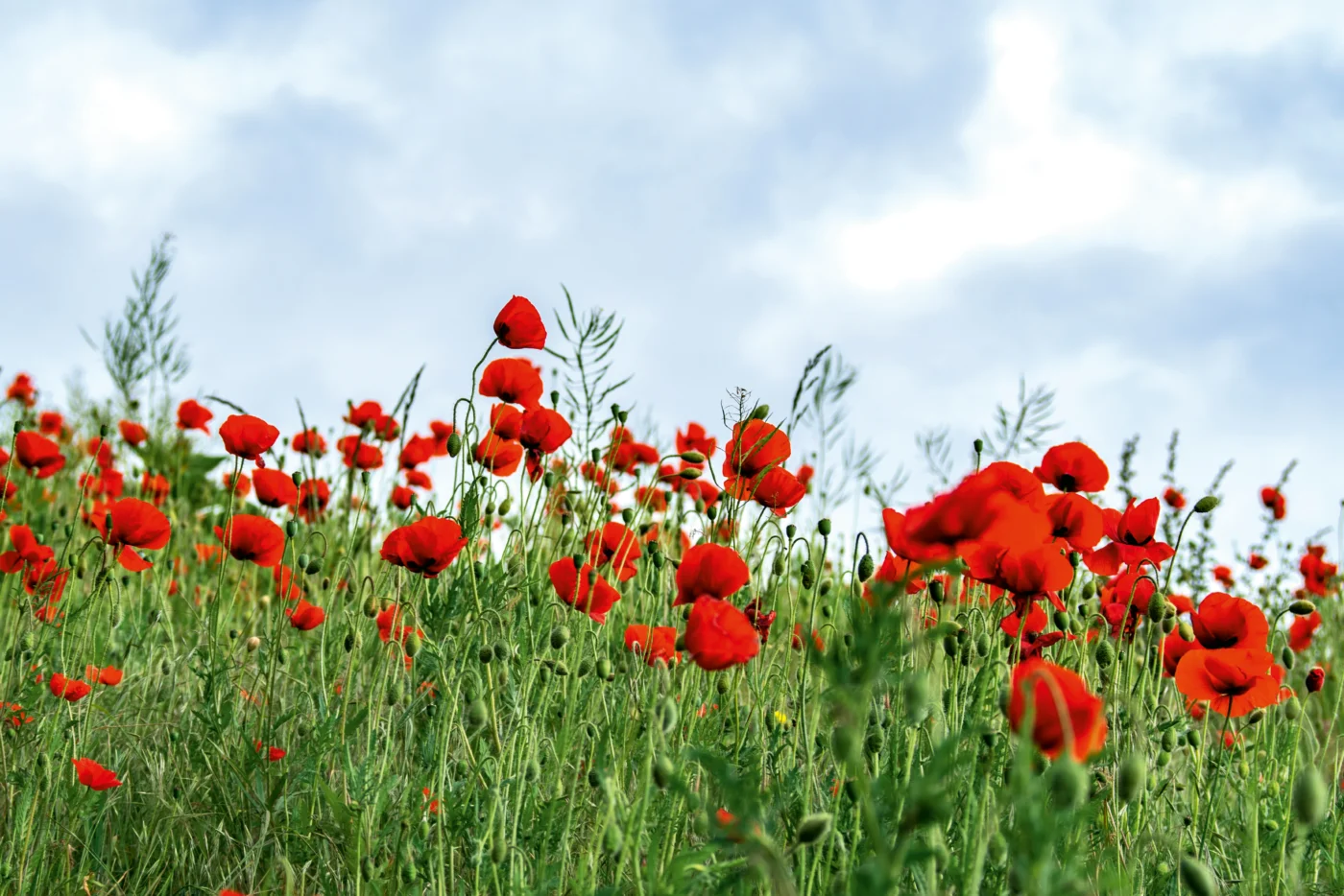 Red poppies growing in a field under a cloudy sky during the day.
