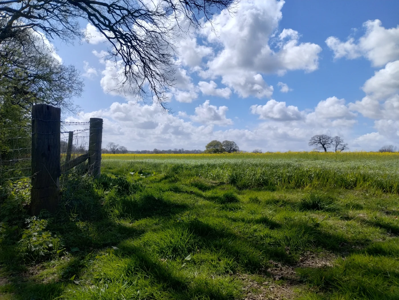 Green fields on a sunny day in the UK.