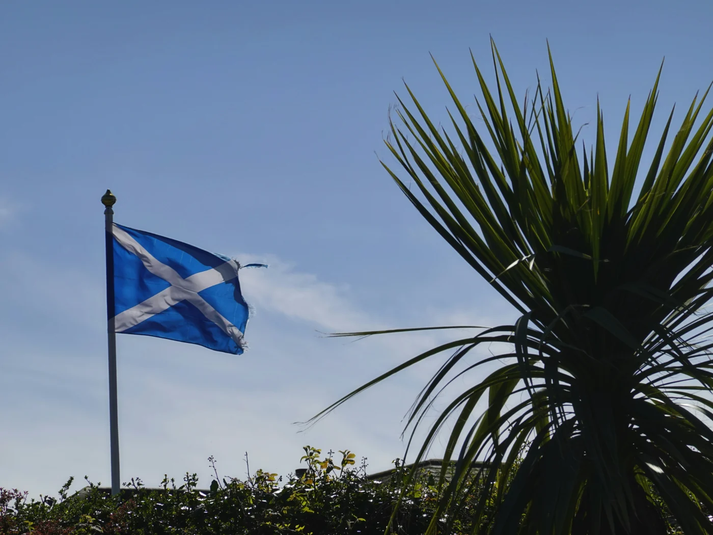 A Scottish flag flying on a pole behind some greenery and palm leaves.